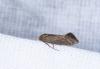 Elachista sp.